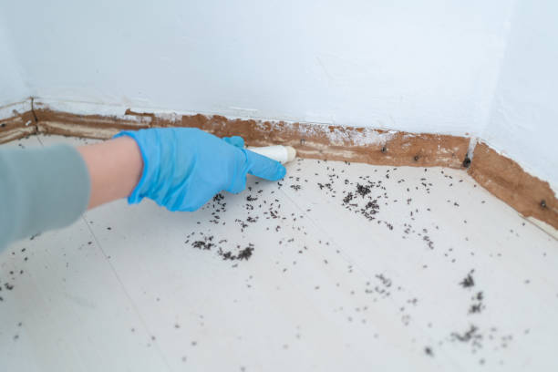 Best Pest Inspection Near Me  in Simi Valley, CA